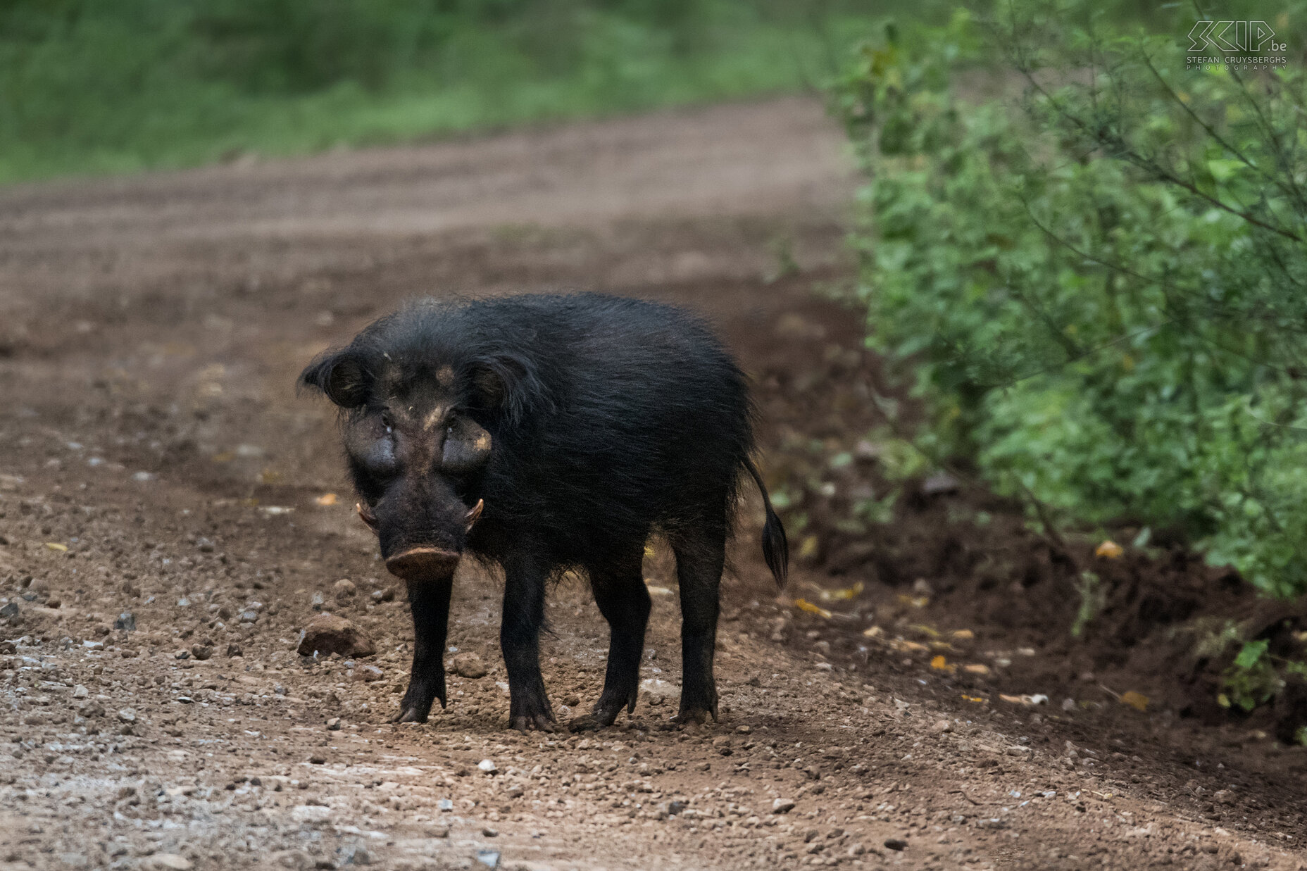 Bale Mountains - Harenna - Giant forest hog Along the road through the Harenna forest we could spot some giant forest hogs (Hylochoerus meinertzhageni). Stefan Cruysberghs